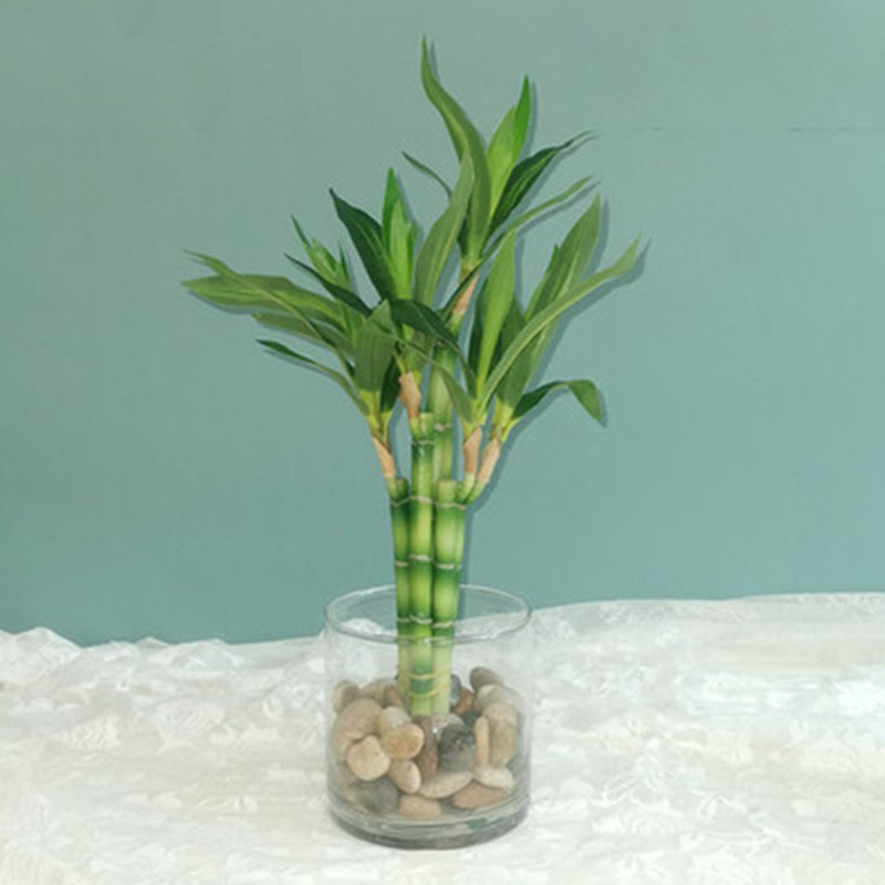 Aquarium Planted Aquarium - Nuovo 40 cm rFtificial Lucky Bamboo