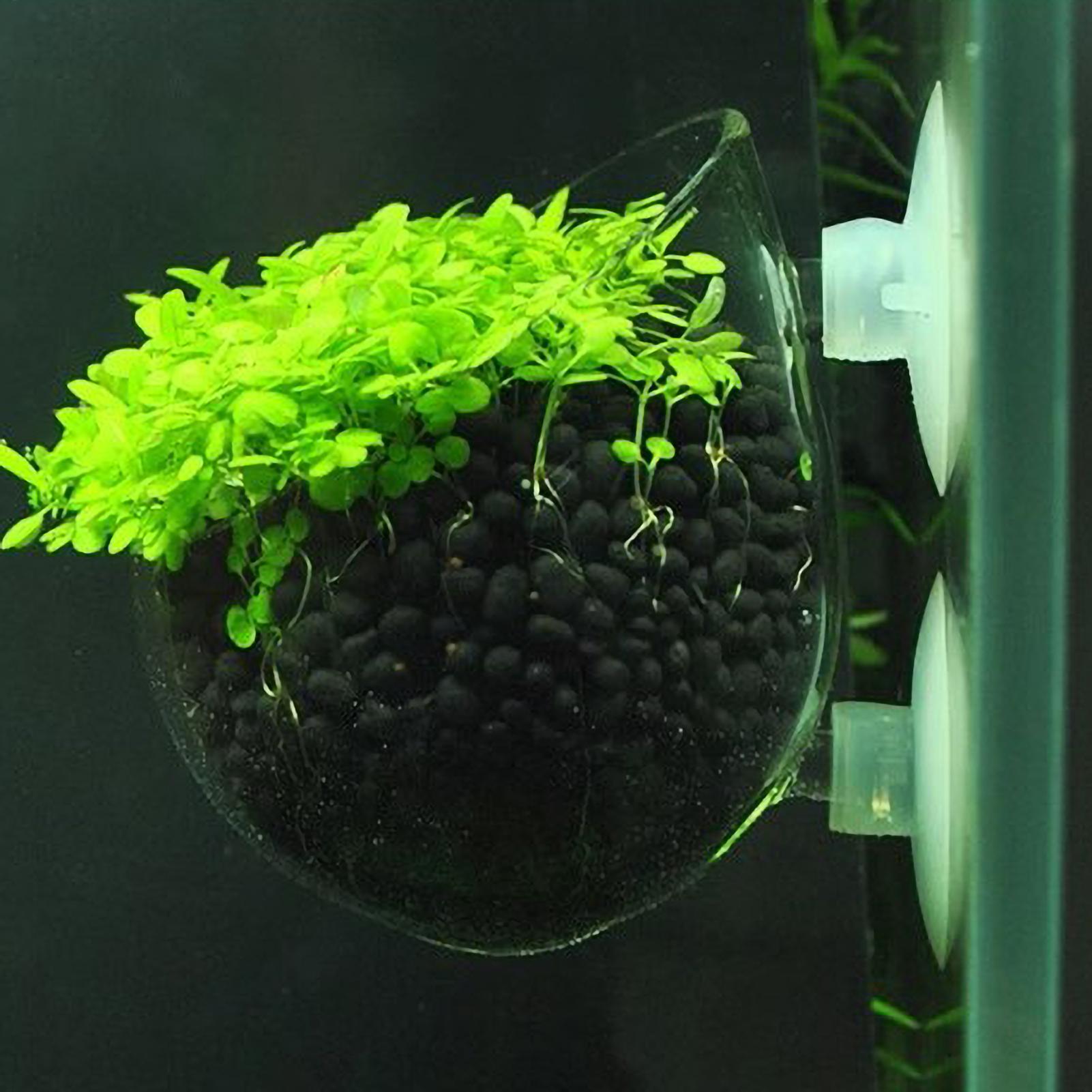 Aquarium Plant Live - Supporto per Piante Acquatiche in Vetro