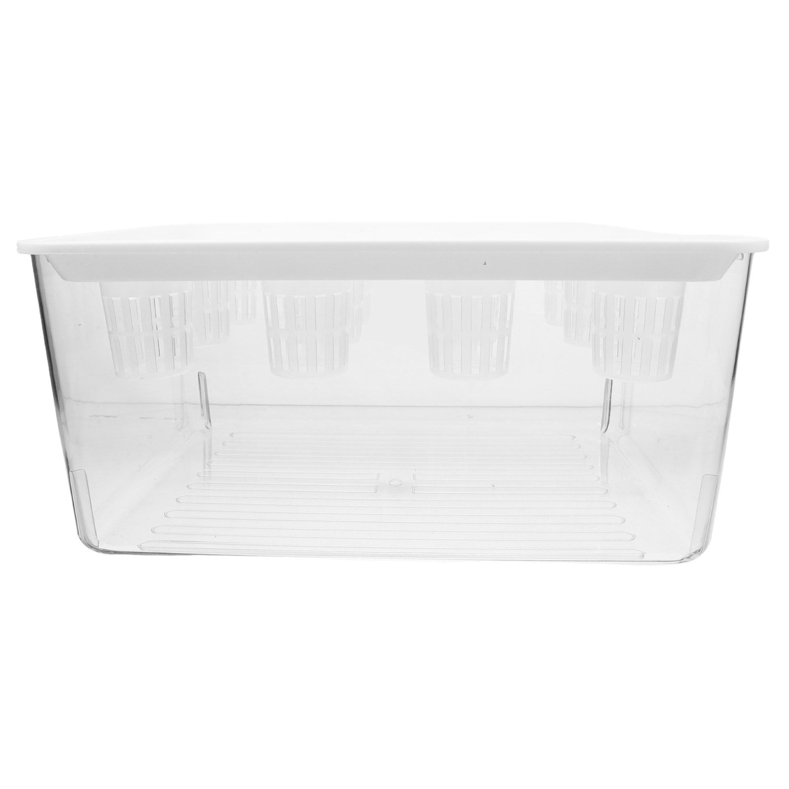 Planted Aquarium Bowl - Set di Acquari Trasparenti Senza Suolo
