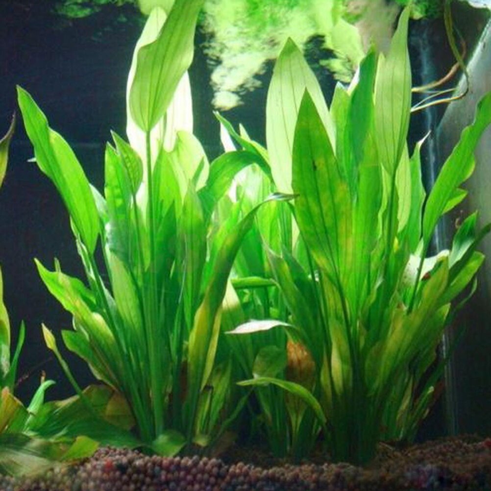 Aquarium Plant Live - 15cm artificiale acquario Decor piante acqua