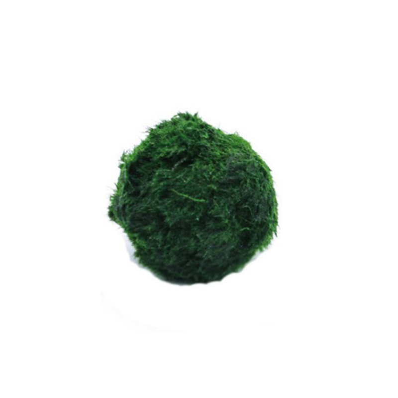Aquarium Plant Live - Marimo Moss Balls Live Aquarium Plant