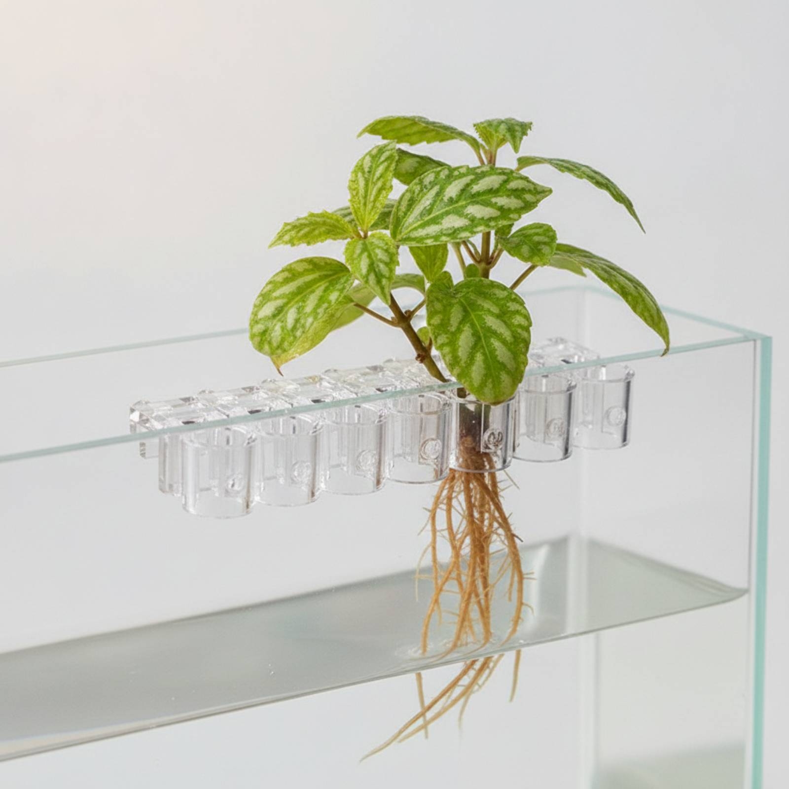 Set di 6 Supporti per Piante A - Aquarium Planted Aquarium recensione e prezzo