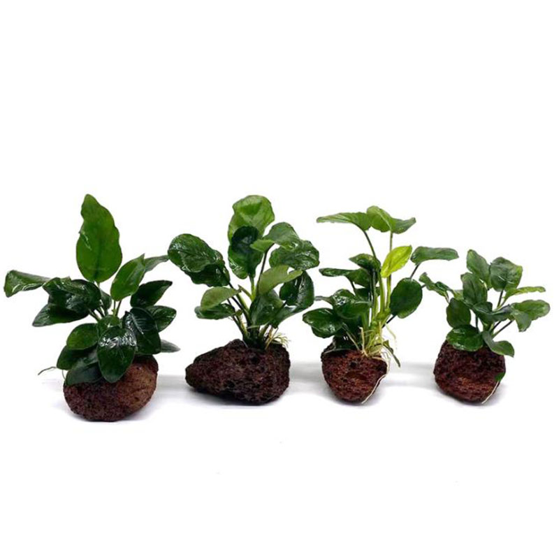 Decorazione per acquario vulca - Aquarium Plant Live recensione e prezzo
