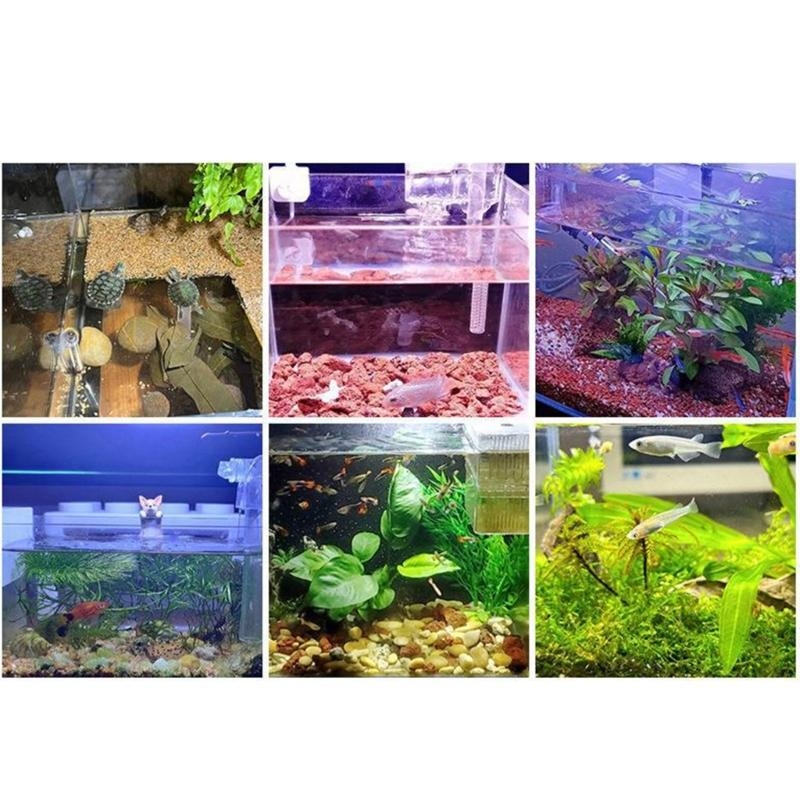 luce del acquario per pesci d' - Planted Aquarium Bowl recensione e prezzo