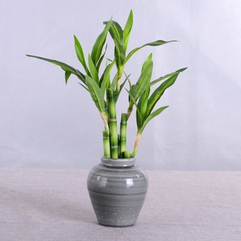 Nuovo 40 cm rFtificial Lucky B - Aquarium Planted Aquarium recensione e prezzo