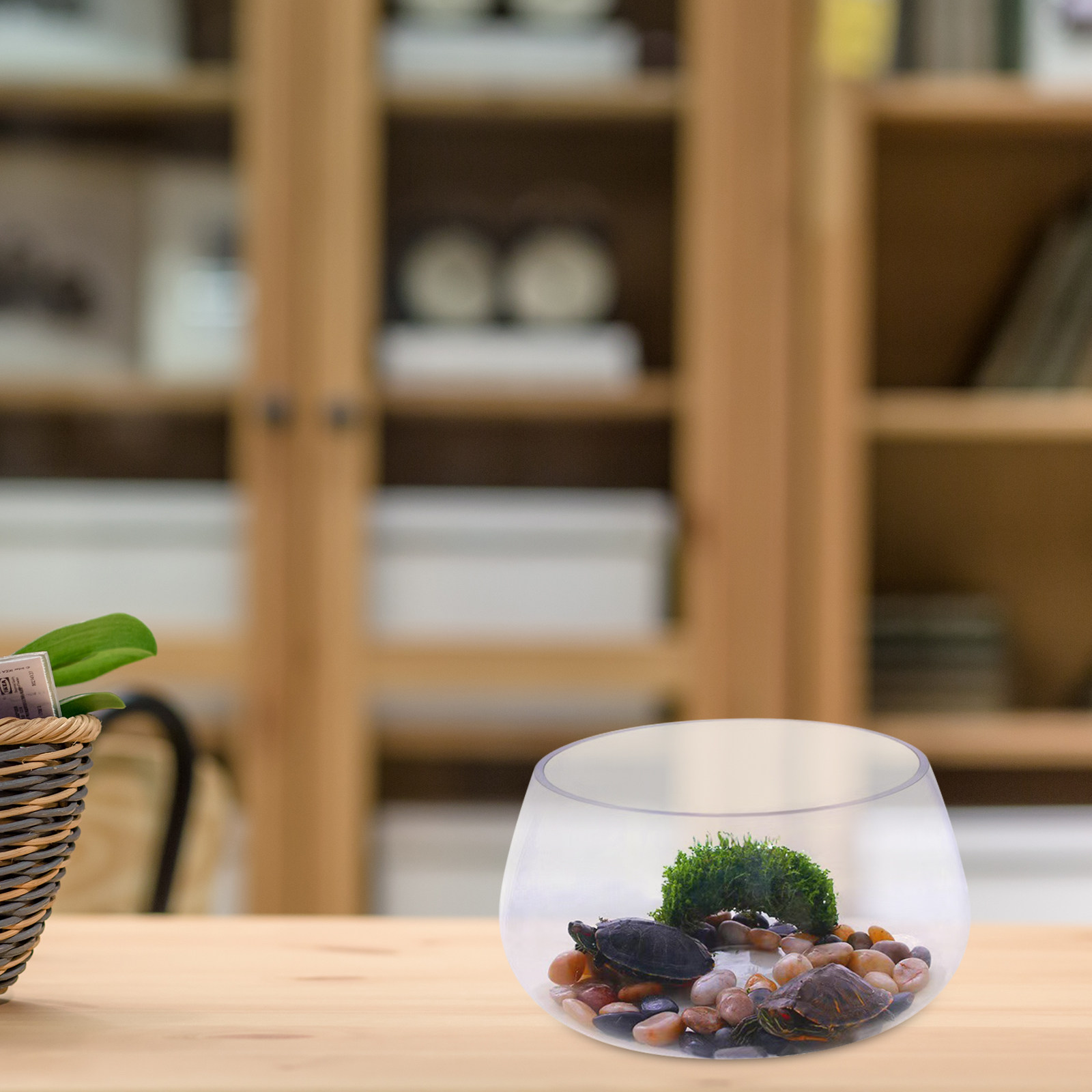 Mini Acquario Rotondo in Vetro - Planted Aquarium Bowl recensione e prezzo