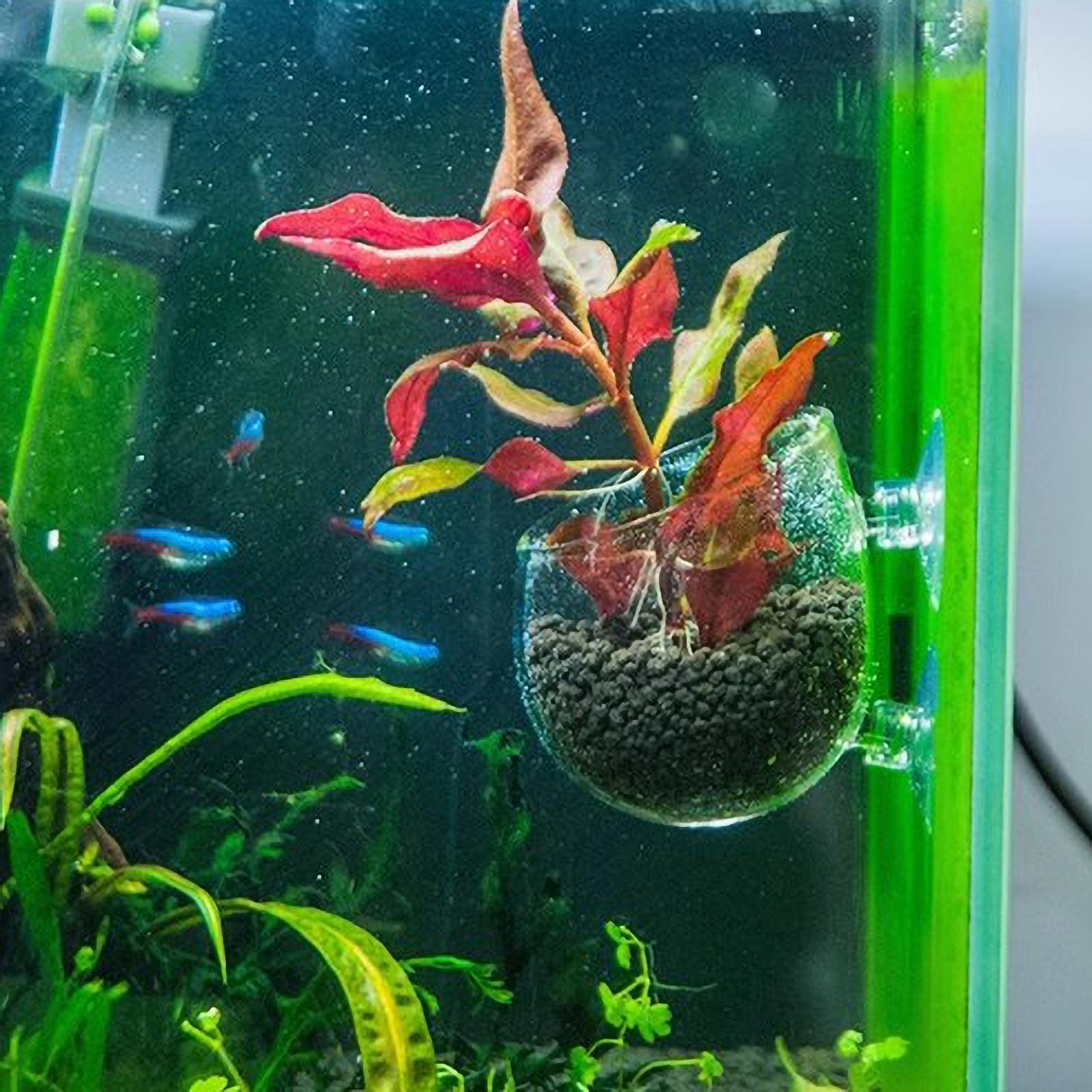 Supporto per Piante Acquatiche - Aquarium Plant Live recensione e prezzo