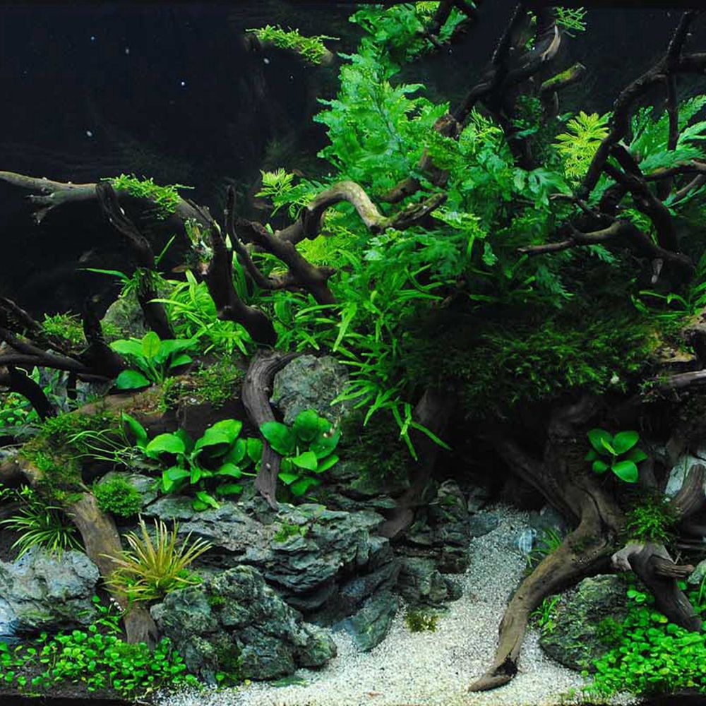Legno N1N per Terrario Rettili - Aquarium Plant Live recensione e prezzo