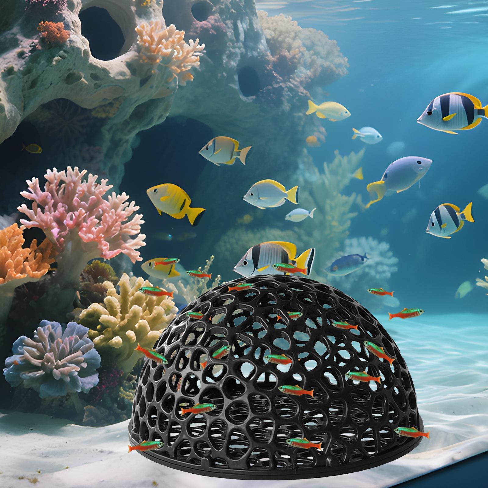 Rifugio per caverne per acquar - Aquarium Plant Live recensione e prezzo
