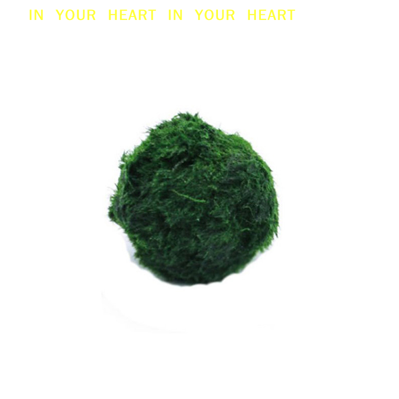 【X】Palline di Muschio Marimo 3 - Aquarium Plant Live recensione e prezzo