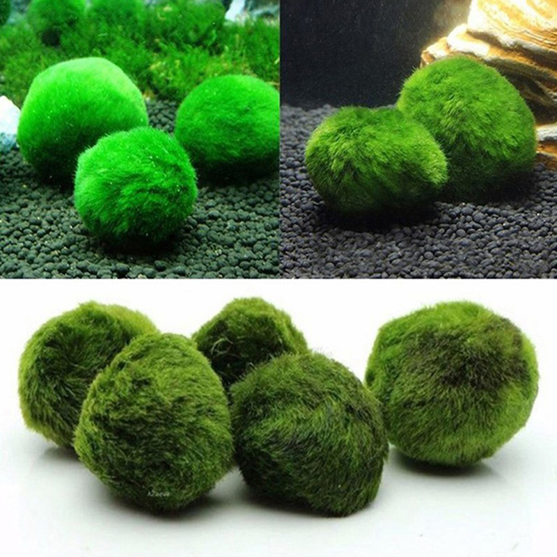 Marimo Moss Balls Live Aquariu - Aquarium Plant Live recensione e prezzo