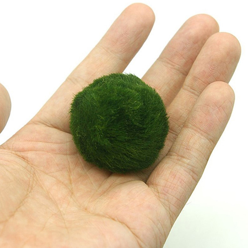 Marimo Moss Balls Live Aquariu - Aquarium Plant Live recensione e prezzo