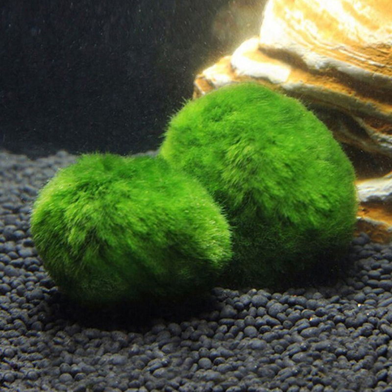 Marimo Moss Balls Live Aquariu - Aquarium Plant Live recensione e prezzo