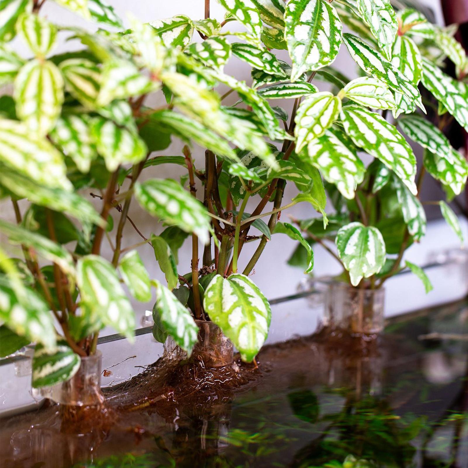 Set di 6 Supporti Trasparenti  - Aquarium Plant Live recensione e prezzo