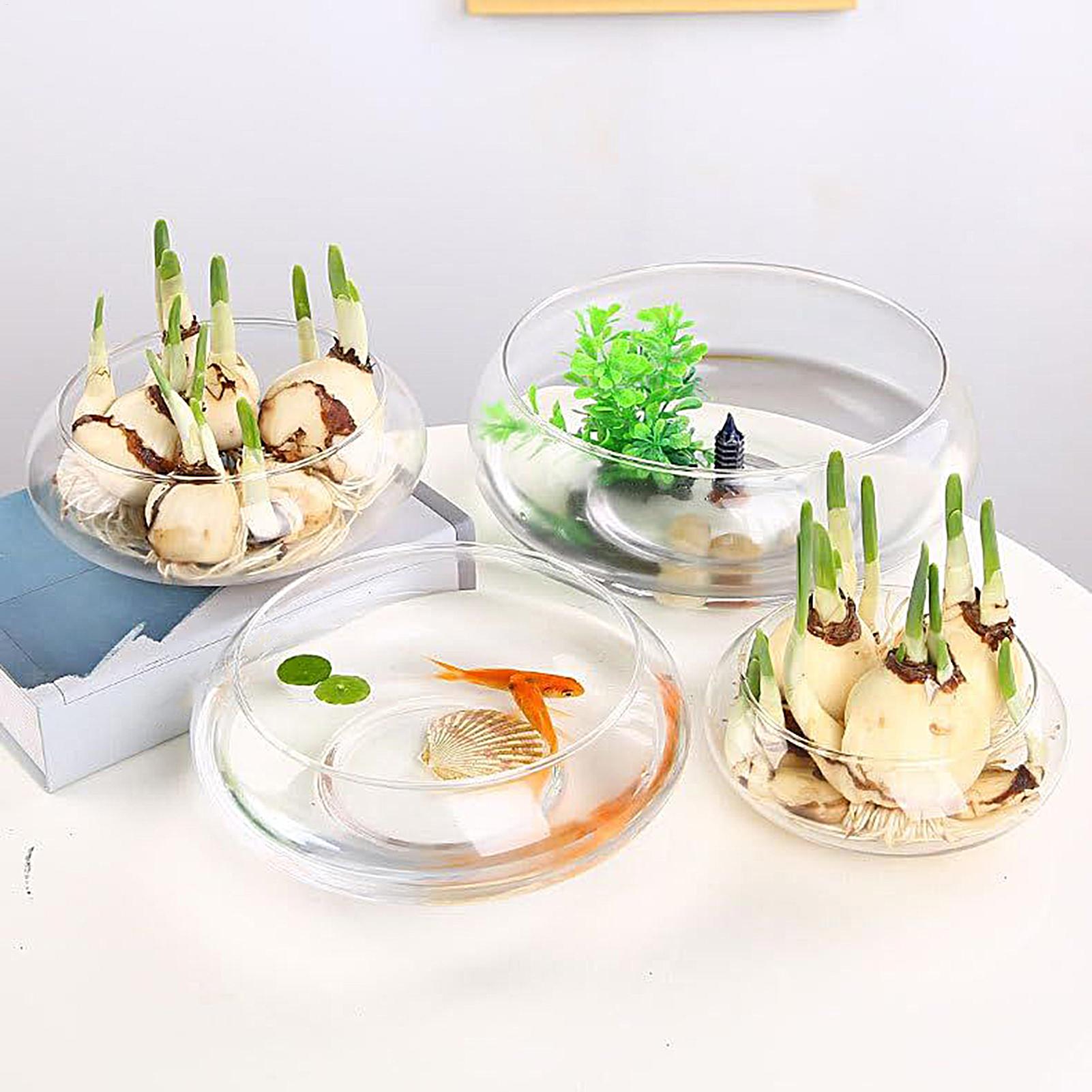 Vaso in vetro per pesci, grand - Planted Aquarium Bowl recensione e prezzo